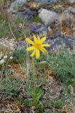 Arnica frigida