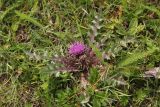 Cirsium esculentum