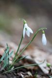 Galanthus alpinus