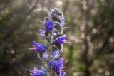 Echium vulgare