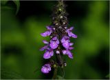 Stachys palustris