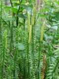 Lycopodium annotinum