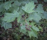 Sorbus torminalis. Верхушка плодоносящей веточки. Москва, ГБС РАН, дендрарий. 15.09.2022.