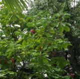 Magnolia hypoleuca. Часть кроны плодоносящего растения. Абхазия, г. Сухум, Сухумский ботанический сад. 25.09.2022.