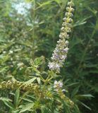 Vitex agnus-castus