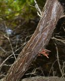 Dodonaea viscosa