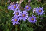 Aster bessarabicus