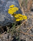 Achillea arabica. Верхушки побегов с соцветиями. Армения, обл. Арагацотн, окр. с. Агарак, ≈ 1000 м н.у.м., каменистый сухой склон. 20.06.2022.