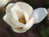 Magnolia denudata. Цветок. Краснодар, парк \"Краснодар\", Японский сад, в культуре. 21.03.2024.