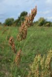 Rumex thyrsiflorus. Верхушка плодоносящего побега. Беларусь, Витебская обл., окр. пос. Езерище, выкашиваемый суходольный луг. 03.08.2023.