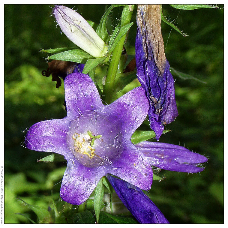 Изображение особи Campanula trachelium.