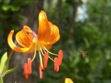 Lilium debile