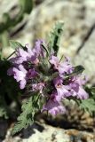 Phlomoides boraldaica. Соцветие. Южный Казахстан, горы Каракус; высота 960 м н.у.м. 20.04.2012.