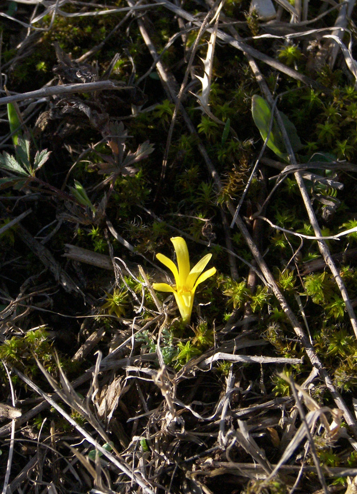 Изображение особи Sternbergia colchiciflora.