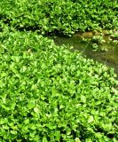 Nasturtium officinale