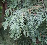 Chamaecyparis lawsoniana