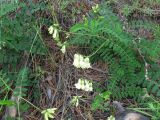 Astragalus propinquus