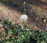 Daucus carota