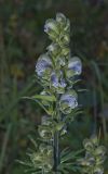 Aconitum rotundifolium