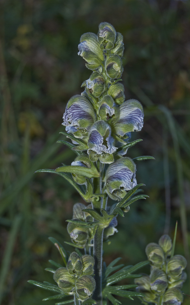 Изображение особи Aconitum rotundifolium.