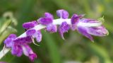 Salvia leucantha. Соцветие. Германия, г. Essen, Grugapark. 29.09.2013.