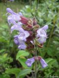 Salvia tomentosa