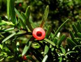 Taxus cuspidata. Побег с семенем, окружённым сочным присемянником-ариллусом. Владивосток, Ботанический сад-институт ДВО РАН. 05.09.2013.