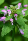 Lamium purpureum