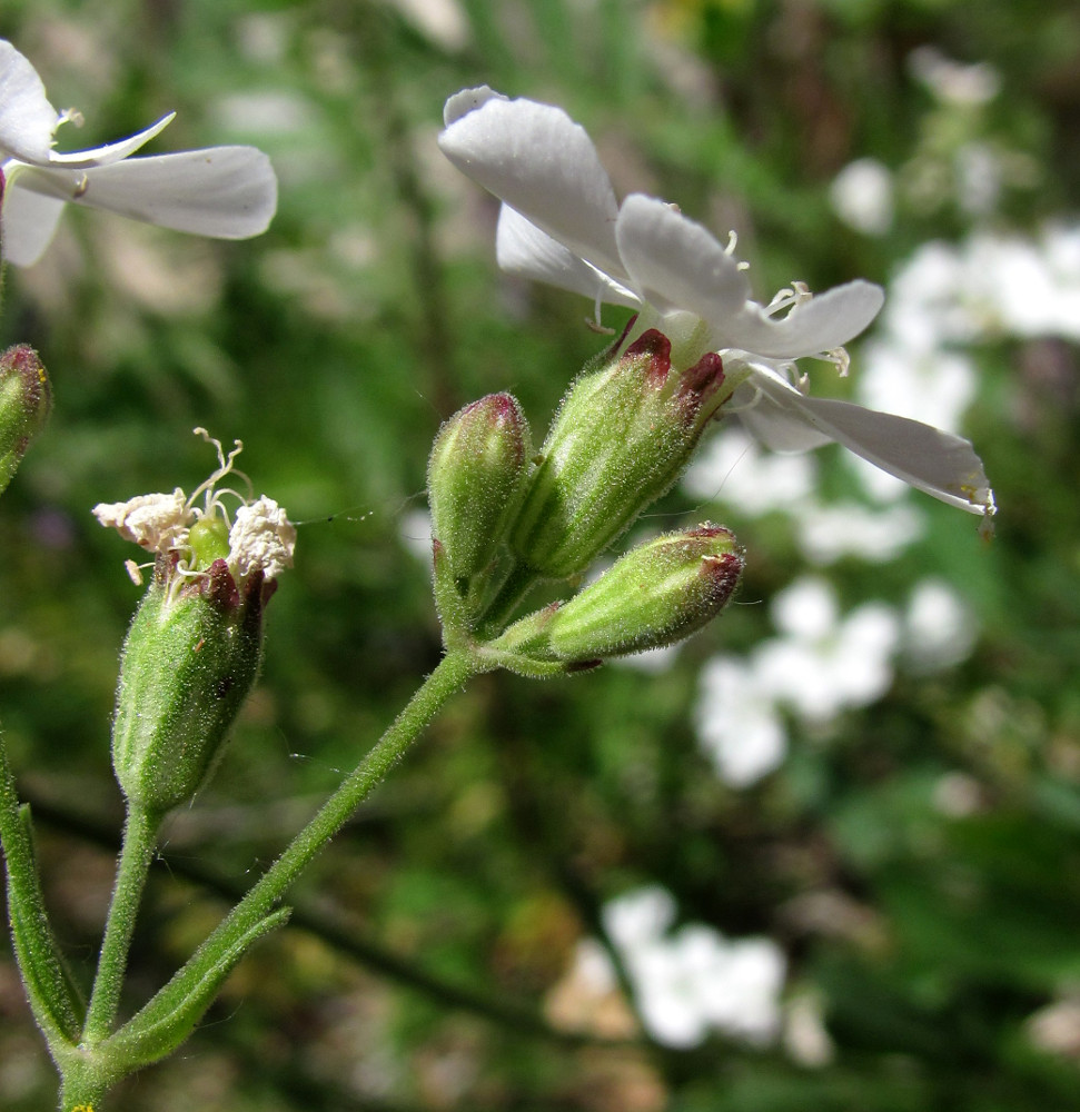 Изображение особи Lychnis samojedorum.