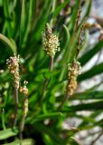 Plantago maritima. Верхушки побегов с соцветиями. Соловецкие острова, остров Большой Заяцкий. 07.07.2014.