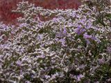 Limonium caspium. Верхушки монокарпических побегов с конечными веточками соцветий. Алтайский край, Кулундинский р-н, между сс. Златополь и Орлеан; Центральная Кулунда, восточная кромка котловины оз. Джира, мокрый гидроморфный однолетнесолянковый солончак на плоском днище из обсыхающих озёрных отложений. 22 июля 2011 г.