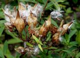 Asclepias incarnata. Соплодие. Германия, г. Крефельд, Ботанический сад. 06.09.2014.