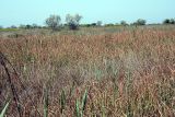 Cladium mariscus