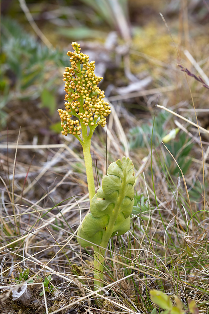 Изображение особи Botrychium lunaria.