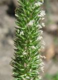 Phleum phleoides