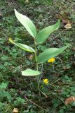 Epipactis helleborine