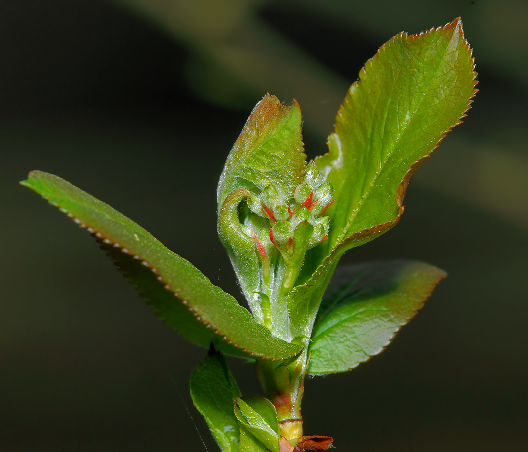 Изображение особи &times; Sorbaronia mitschurinii.