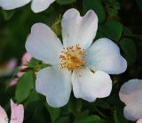 Rosa canina