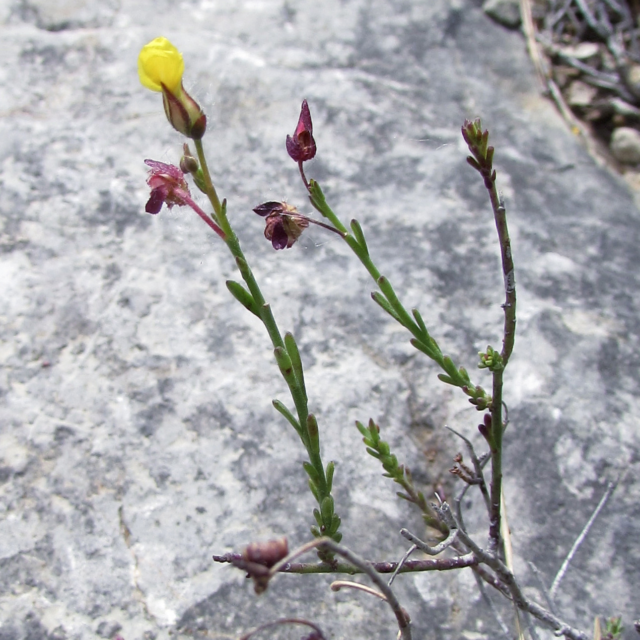 Изображение особи Fumana ericifolia.