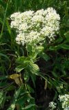 Cardaria draba