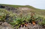 Rhododendron aureum. Плодоносящие растения. Камчатский край, вулкан Горелый, старые лавовые потоки. 22.08.2016.