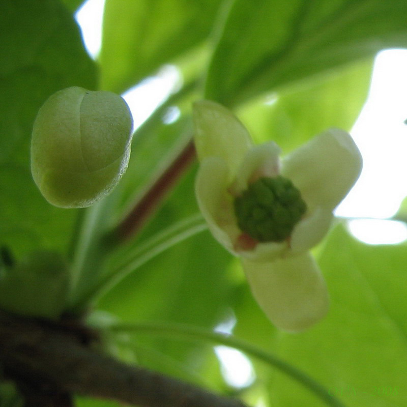 Изображение особи Schisandra chinensis.