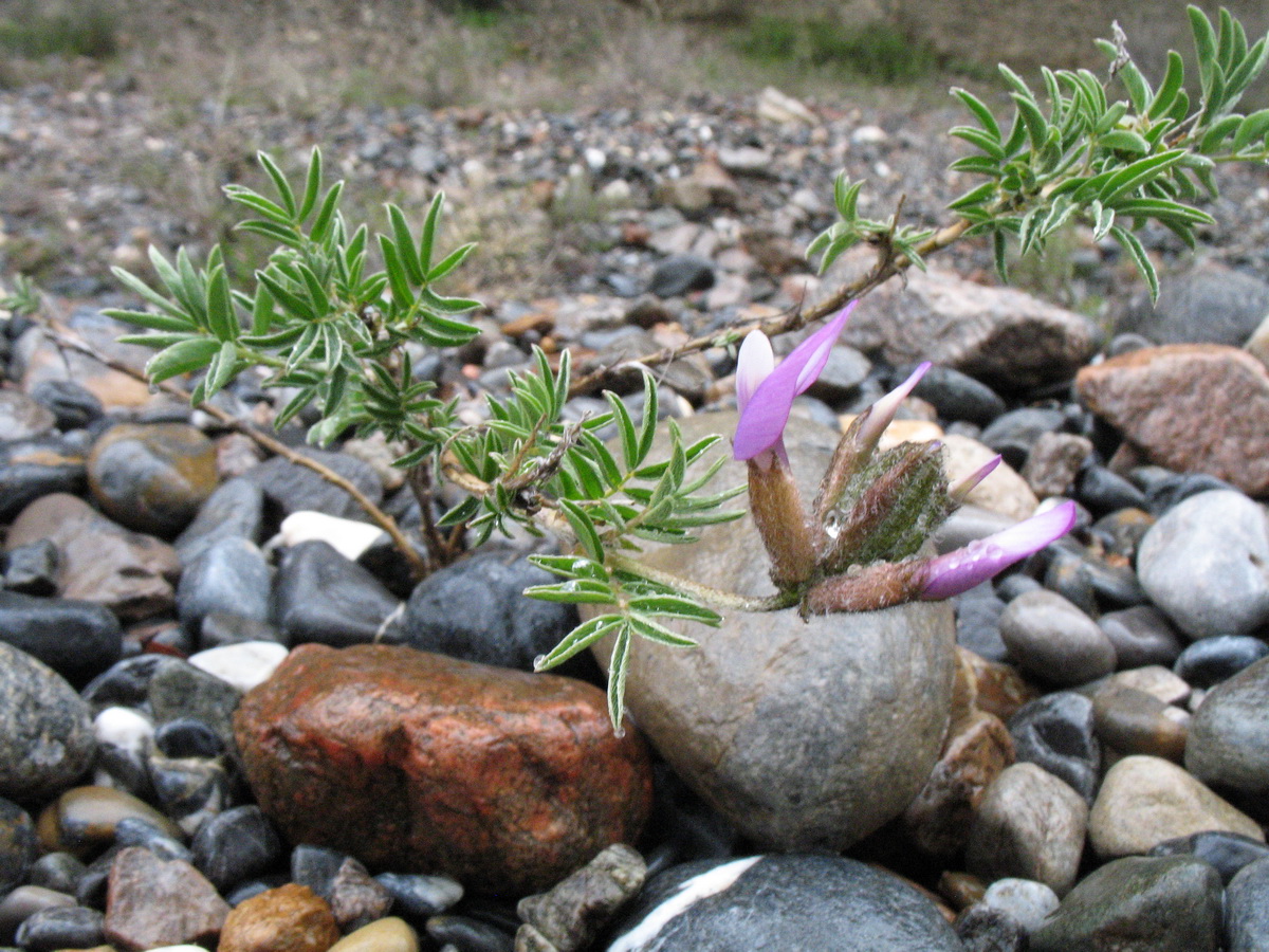 Изображение особи Astragalus fedtschenkoanus.