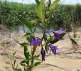 Solanum dulcamara. Верхушка цветущего растения. Ленинградская обл., Ломоносовский р-н, окр. пос. Большая Ижора, побережье Финского залива, внутренний край песчаного вала у заболоченной низины. 02.07.2016.