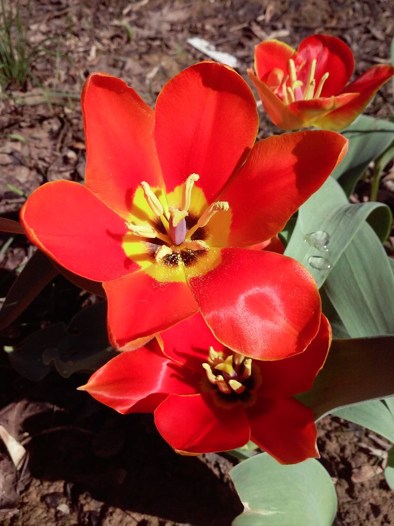 Изображение особи Tulipa uzbekistanica.