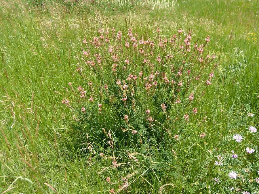 Изображение особи Onobrychis arenaria.