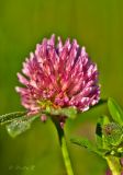 Trifolium pratense