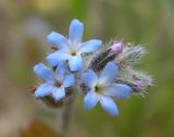 Myosotis micrantha