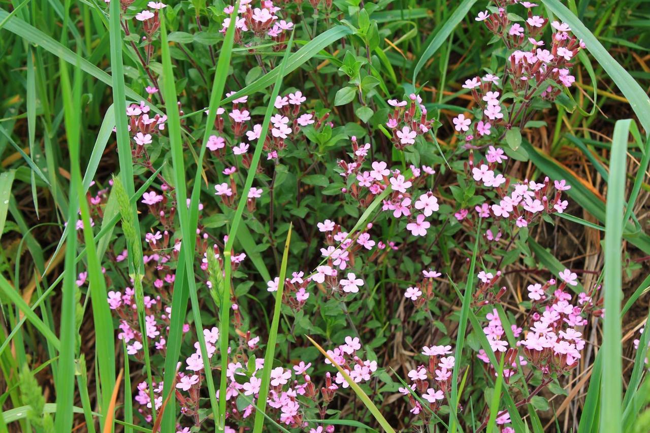 Изображение особи Saponaria ocymoides.