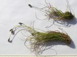 Carex micropodioides